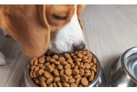 Estrategias Nutricionales para tu Perro: Ajustando la Frecuencia de Comidas según Edad y Actividad