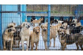 El Peligro de Recoger Perros de las Protectoras de Animales